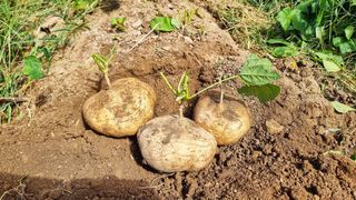 신비한님의 작성글 사진