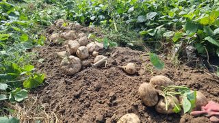 신비한님의 작성글 사진