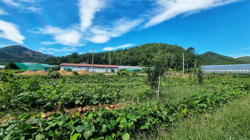 신비한님의 장터 판매 상품 [히카마 10kg 단위 40,000] 첨부 사진