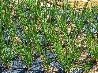 인생은 소풍처럼님의 팜모닝 · 출석 작성글 사진