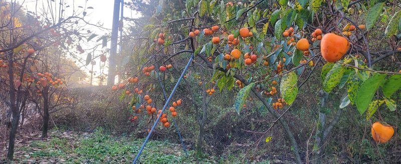 복주농장님의 장터 판매 상품 [대봉감 (아오끼 품종) ] 첨부 사진