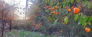 복주농장님의 작성글 사진