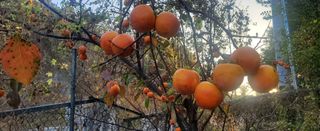 복주농장님의 작성글 사진