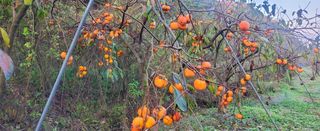 복주농장님의 작성글 사진