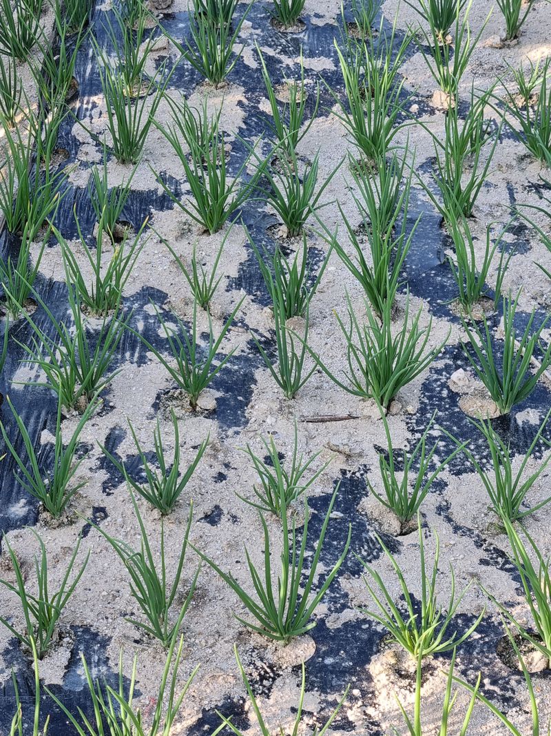 장터 상품 [쪽파 1kg당 가격얼마나 하나요?] 썸네일