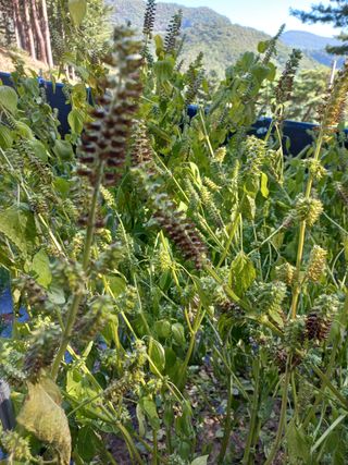 인생은 소풍처럼님의 들깨 · 병해충상담 작성글 사진