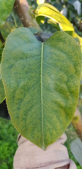 박진오님의 배추 · 병해충상담 작성글 사진