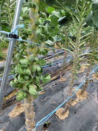 무한도전중 님의 양배추 · 병해충상담 작성글 사진