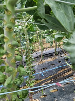 무한도전중 님의 양배추 · 병해충상담 작성글 사진