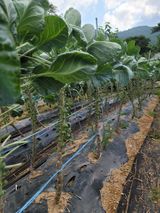 팜모닝 양배추·병해충상담 게시글 이미지