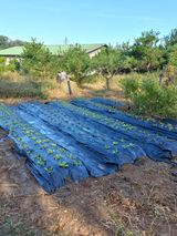 팜모닝 팜모닝·출석 게시글 이미지