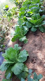 팜모닝 배추·병해충상담 게시글 이미지