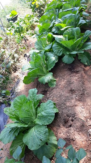 새싹사랑님의 배추 · 병해충상담 작성글 사진