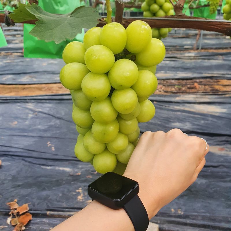 윤세열님의 장터 판매 상품 [샤인머스켓 포도 2kg가정용(4수):24,900원 2kg(3수):29,900원 4kg(6수):54,900원] 첨부 사진