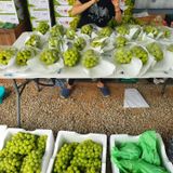 팜모닝 · 게시글 이미지