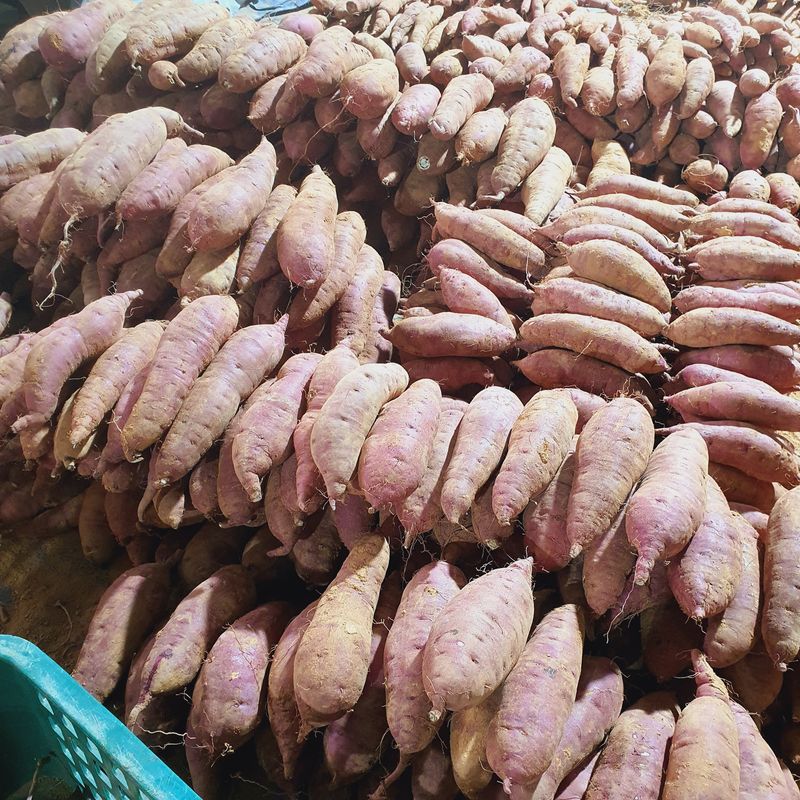 홍민석 님의 장터 판매 상품 [황토밭 꿀고구마 5kg 10kg 20000] 첨부 사진