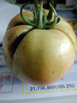 완주상추님의 토마토 · 병해충상담 작성글 사진