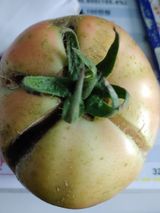 팜모닝 토마토·병해충상담 게시글 이미지