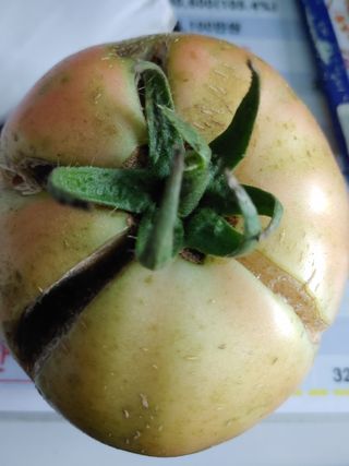 완주상추님의 토마토 · 병해충상담 작성글 사진