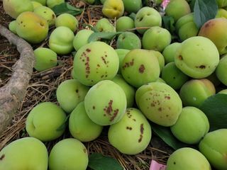 울산포니님의 매실 · 병해충상담 작성글 사진