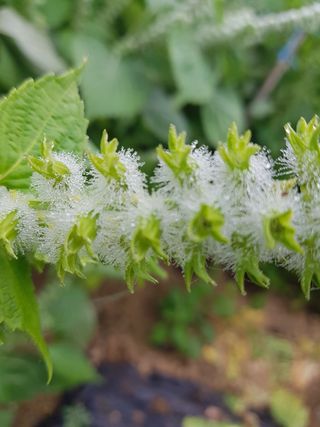 정진해님의 팜모닝 · 출석 작성글 사진