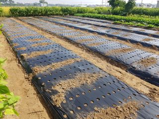 정진해님의 벼 · 자유게시판 작성글 사진