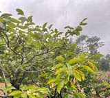 팜모닝 기타작물·병해충상담 게시글 이미지