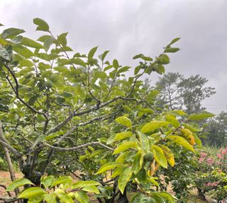 파파주니님의 기타작물 · 병해충상담 작성글 사진