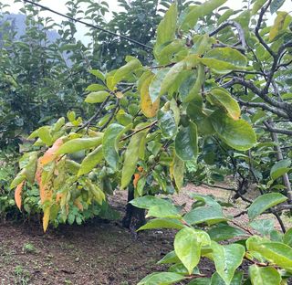 파파주니님의 기타작물 · 병해충상담 작성글 사진