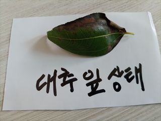 kh글로벌님의 기타작물 · 병해충상담 작성글 사진