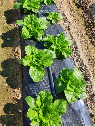 김권수님의 양배추 · 자유게시판 작성글 사진