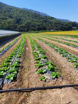 김권수님의 양배추 · 자유게시판 작성글 사진
