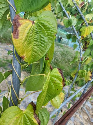 김병규 님의 기타작물 · 병해충상담 작성글 사진