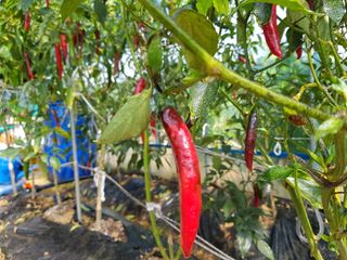 이연희님의 고추 · 병해충상담 작성글 사진