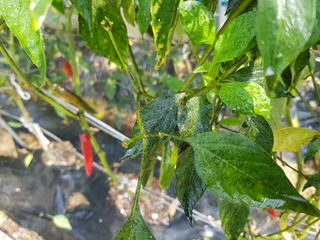 이연희님의 고추 · 병해충상담 작성글 사진