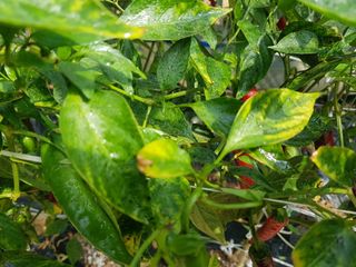 이연희님의 고추 · 병해충상담 작성글 사진