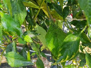 이연희님의 고추 · 병해충상담 작성글 사진