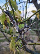 팜모닝 매실·병해충상담 게시글 이미지