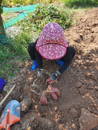 와룡산토지리님의 배추 · 일상 작성글 사진