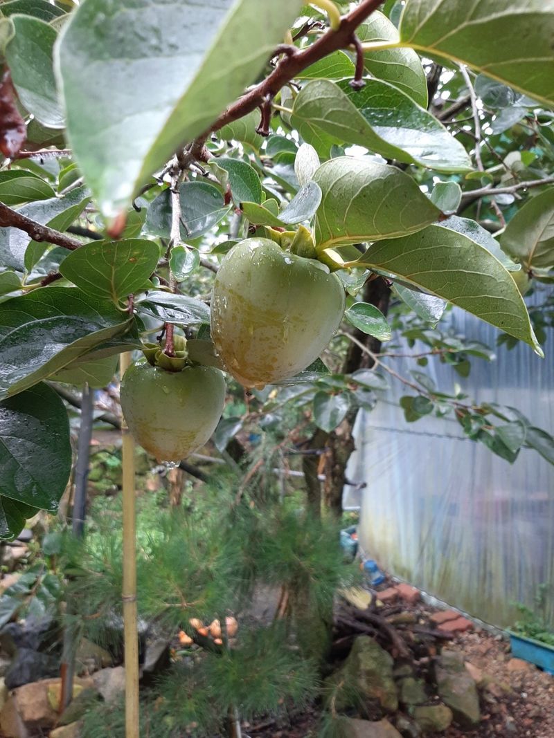 장터 상품 [대봉감 예약주문받음 10키로1박스25000원] 썸네일