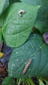 팜모닝 고추·병해충상담 게시글 이미지