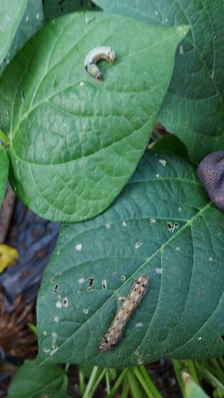 철이사랑님의 고추 · 병해충상담 작성글 사진