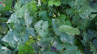 철이사랑님의 고추 · 병해충상담 작성글 사진