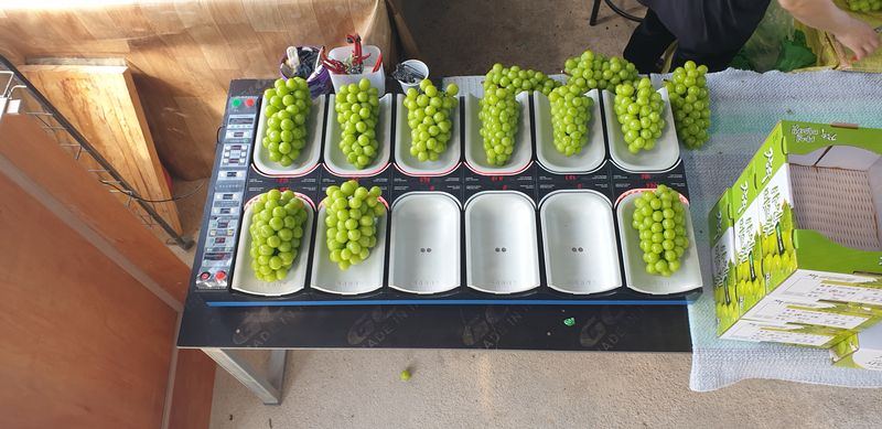 팜모닝회원전상배님의 장터 판매 상품 [샤인머스켓 2kg__250004kg__50000] 첨부 사진