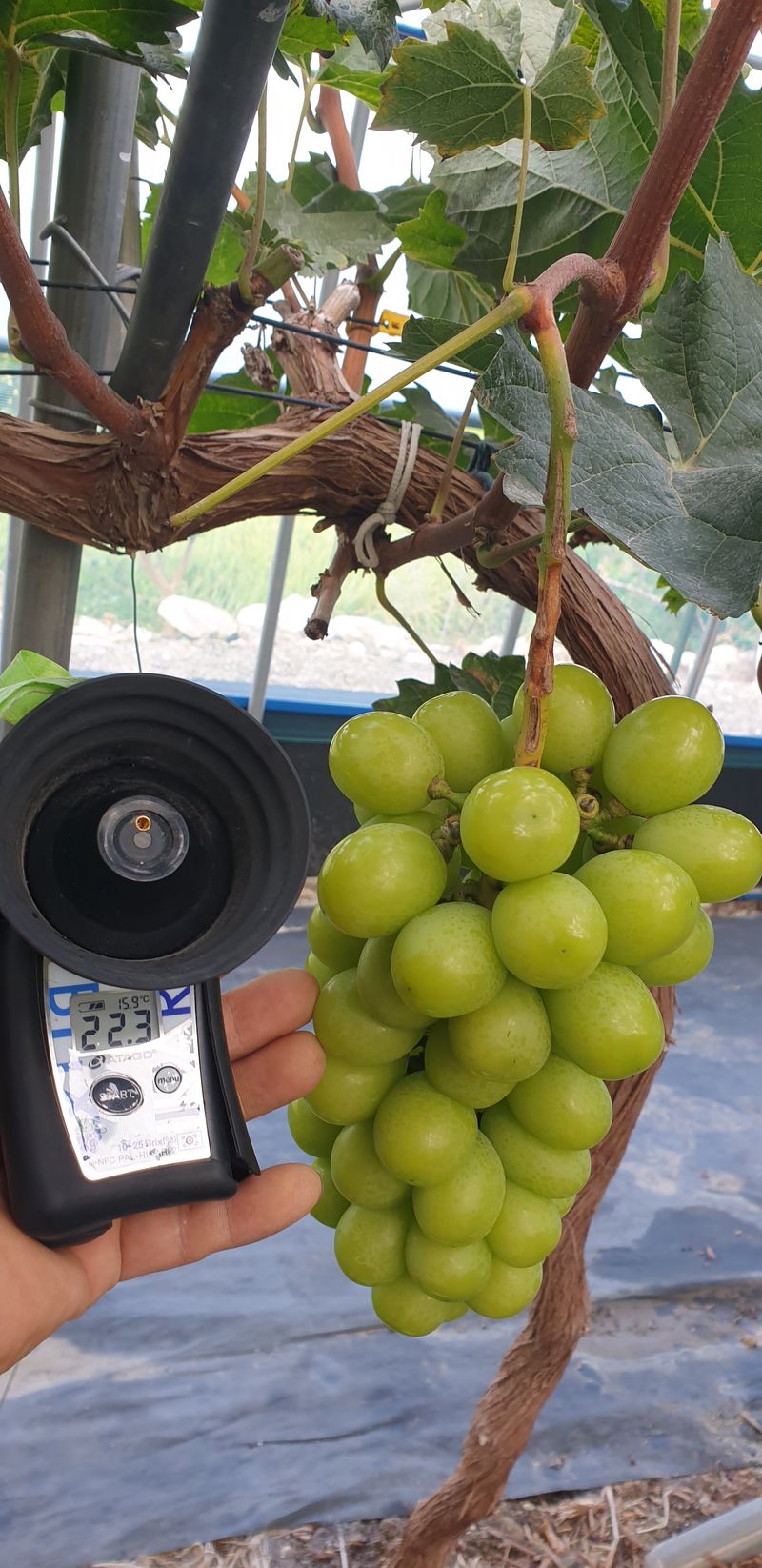 팜모닝회원전상배님의 장터 판매 상품 [샤인머스켓 2kg__250004kg__50000] 첨부 사진