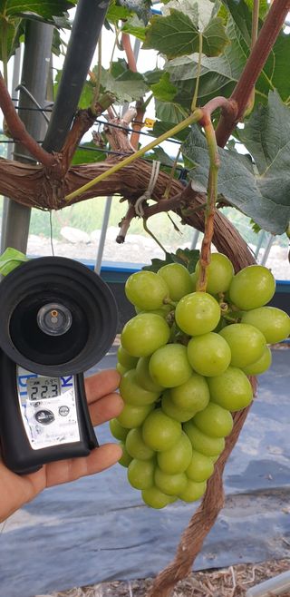 팜모닝회원전상배님의 작성글 사진