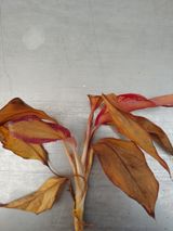 팜모닝 기타작물·병해충상담 게시글 이미지