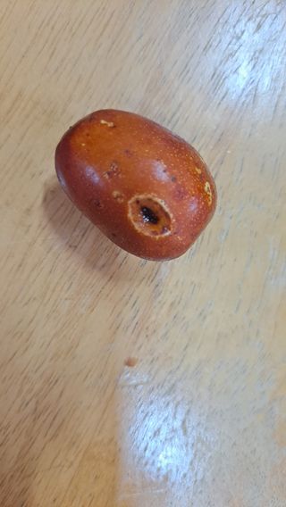 걱꾸로님의 기타작물 · 병해충상담 작성글 사진