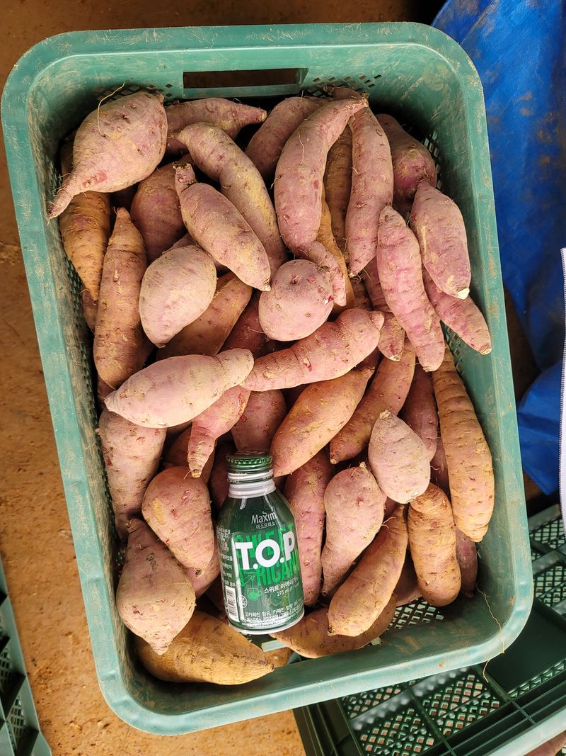 조성인님의 장터 판매 상품 [꿀고구마 (베니하루카 품종 🍠) 10키로 박스(120~200사이즈 27,000원)] 첨부 사진