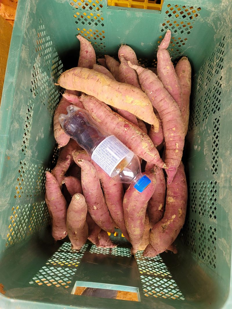 조성인님의 장터 판매 상품 [꿀고구마 (베니하루카 품종 🍠) 10키로 박스(120~200사이즈 27,000원)] 첨부 사진